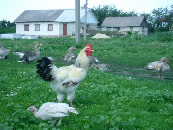 Юрловские голосистые курочки