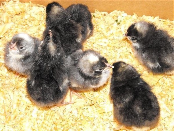 Все о курах Супер Харко