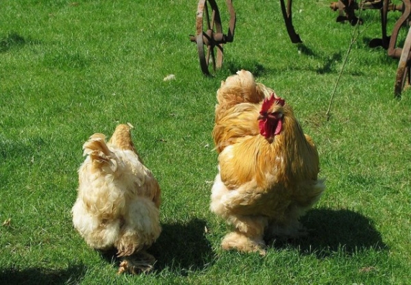 Кохинхин — придворная курочка императора Китая Кохинхин — придворная курочка императора Китая