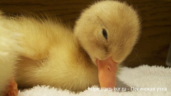 Пекинская утка — все о содержании и кормлении