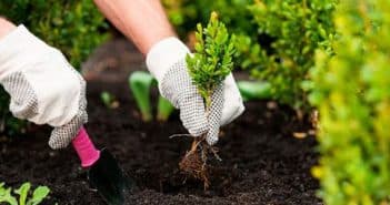 Принципы пейзажного стиля в ландшафтном дизайне