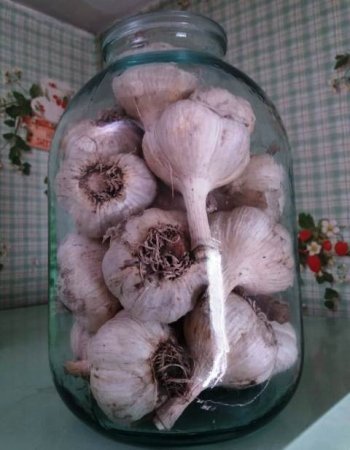 Когда убирать чеснок с грядки?