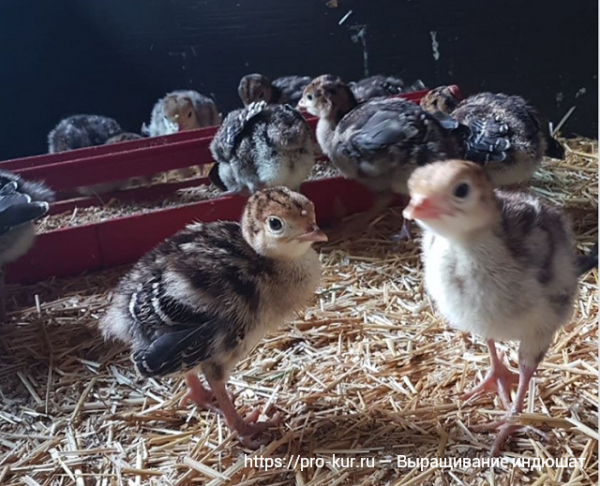 Выращивание индюшат в домашних условиях Выращивание индюшат в домашних условиях