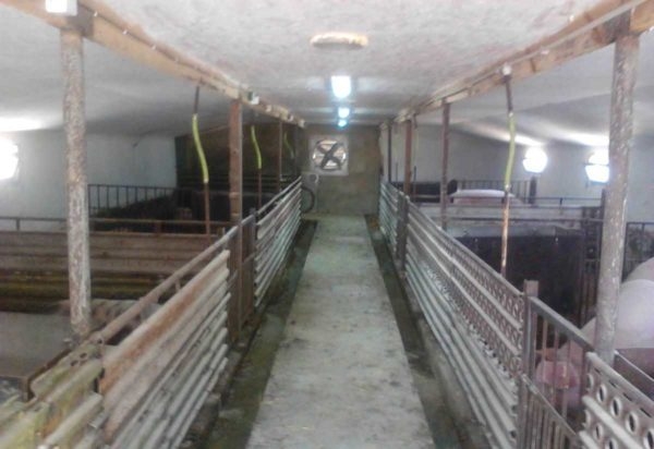 Как построить свинарник самостоятельно Как построить свинарник самостоятельно