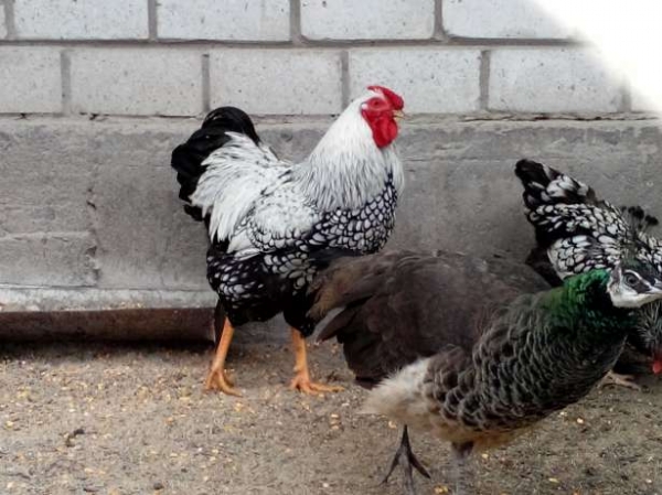 Маленькие и красивые куры Виандот