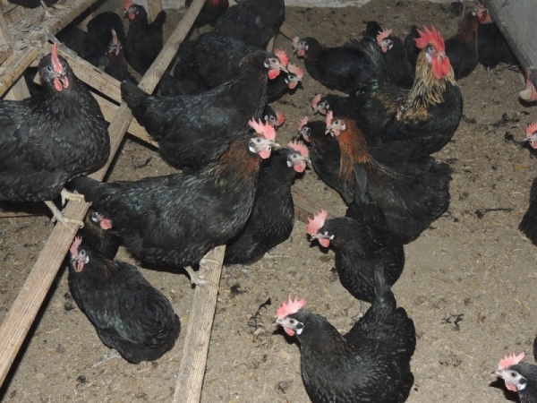 Обзор кур Московской породы