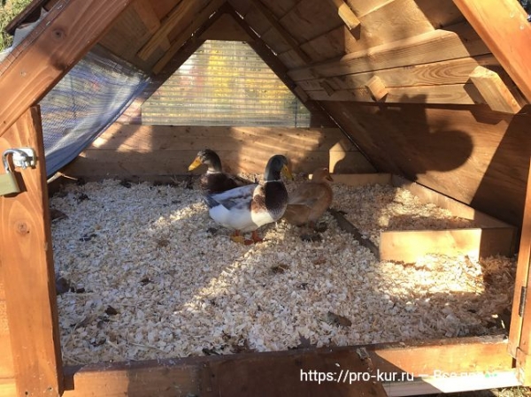 Птичник для уток своими руками — как построить и оборудовать Птичник для уток своими руками — как построить и оборудовать