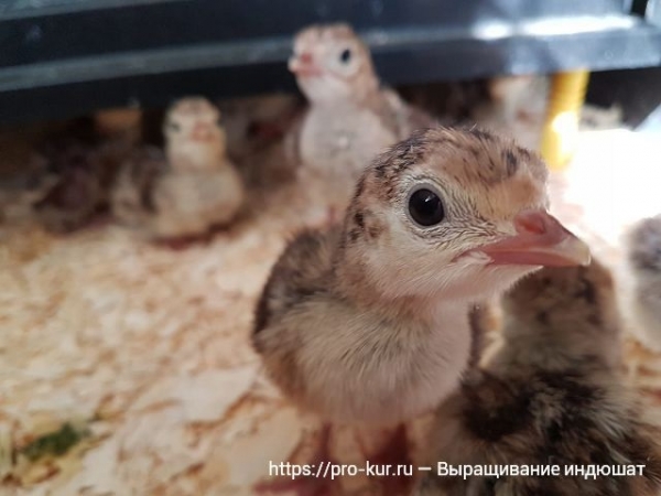 Выращивание индюшат в домашних условиях Выращивание индюшат в домашних условиях