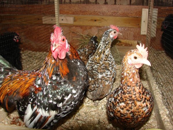 Кто такие куры породы Бентамка? Кто такие куры породы Бентамка?