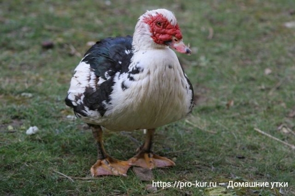 Домашние утки — общая информация Домашние утки — общая информация