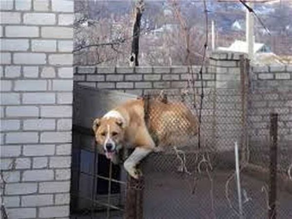 Как построить вольер для собаки своими руками