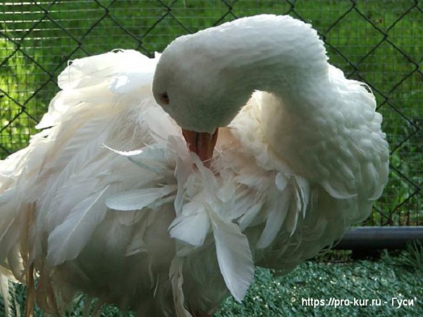 Как отличить гусака от гусыни у взрослой птицы