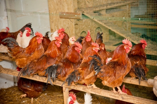 Все о курах породы Род-Айленд Все о курах породы Род-Айленд