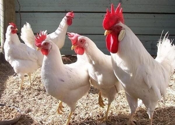 Разведение кур как бизнес на несушках и яйцах