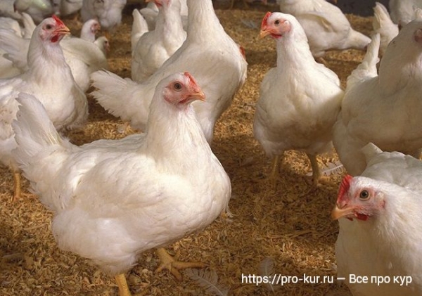 Болезни бройлеров — симптомы и лечение Болезни бройлеров — симптомы и лечение