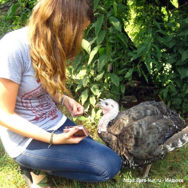 Условия выращивания индюков