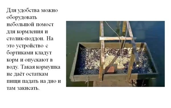 Как и чем кормить карасей в домашнем пруду?