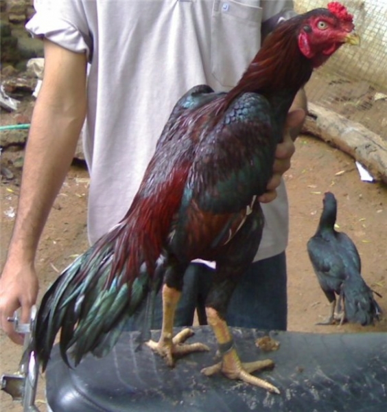 Петушиные бои или Все о бойцовских породах кур Петушиные бои или Все о бойцовских породах кур