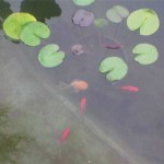 Как сделать пруд на даче, в саду, возле дома Как сделать пруд на даче, в саду, возле дома