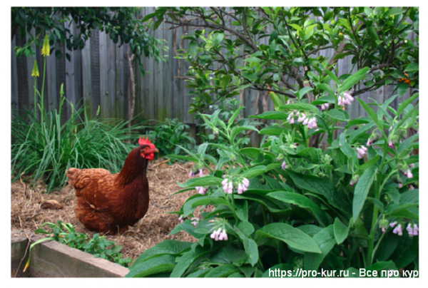 Куры в огороде весной, летом, осенью и зимой