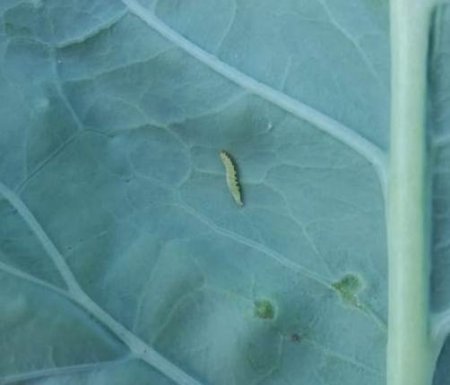 Гусеницы на капусте, как избавиться от них без химии.