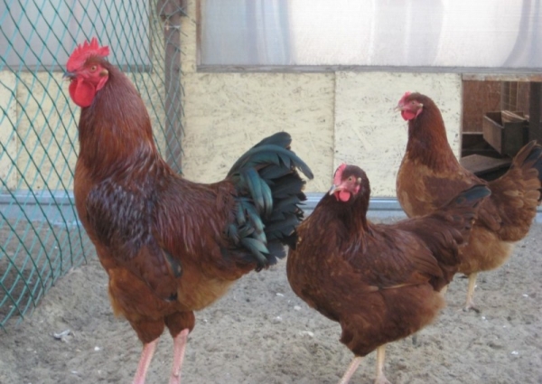 Все о курах породы Род-Айленд Все о курах породы Род-Айленд