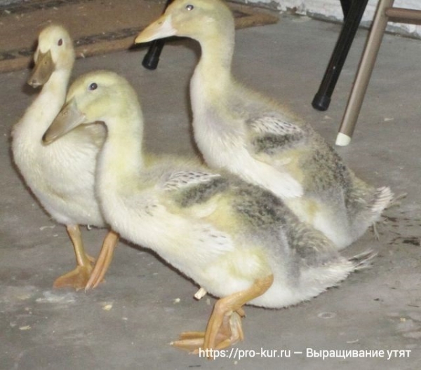 Выращивание утят в домашних условиях для начинающих Выращивание утят в домашних условиях для начинающих