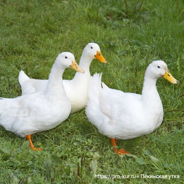 Пекинская утка — все о содержании и кормлении