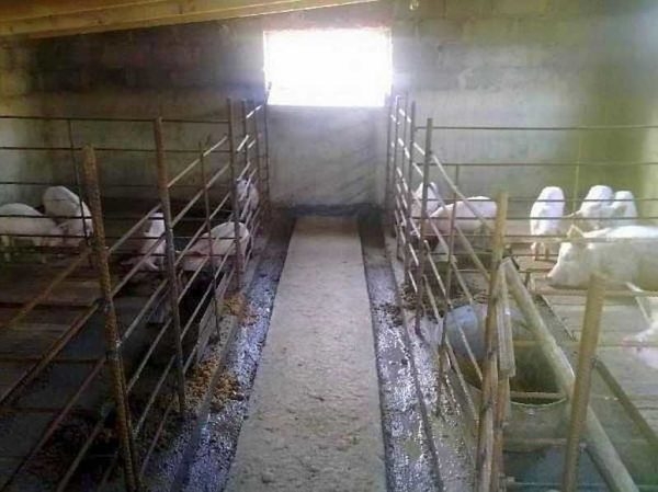 Как построить свинарник самостоятельно Как построить свинарник самостоятельно