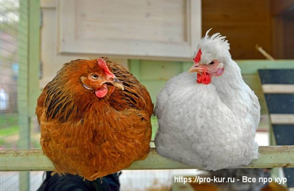 Самые распространенные заблуждения о яйцах