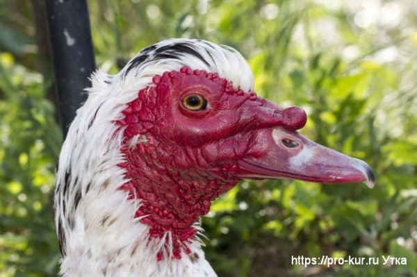 Как и сколько яиц можно подложить под индоутку