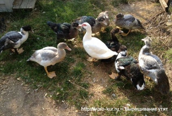 Выращивание утят в домашних условиях для начинающих Выращивание утят в домашних условиях для начинающих