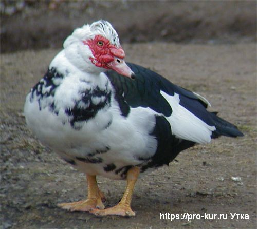 Какие яйца можно подкладывать под индоутку Какие яйца можно подкладывать под индоутку