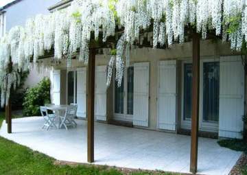 Вьющиеся растения для дачи Вьющиеся растения для дачи