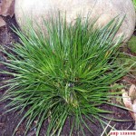 Как сделать пруд на даче, в саду, возле дома Как сделать пруд на даче, в саду, возле дома