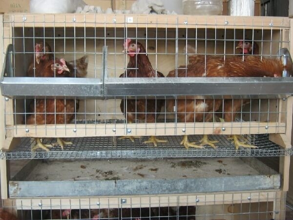 Разведение кур как бизнес на несушках и яйцах