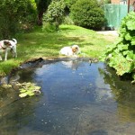Как сделать пруд на даче, в саду, возле дома Как сделать пруд на даче, в саду, возле дома