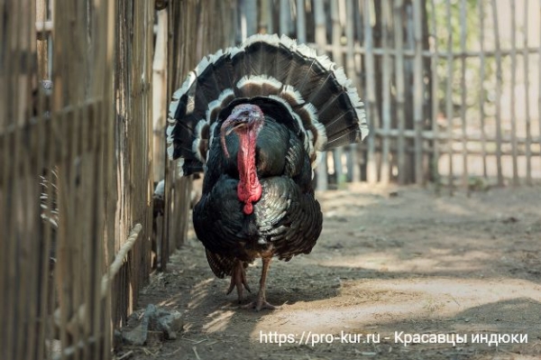 Содержание взрослых индюков
