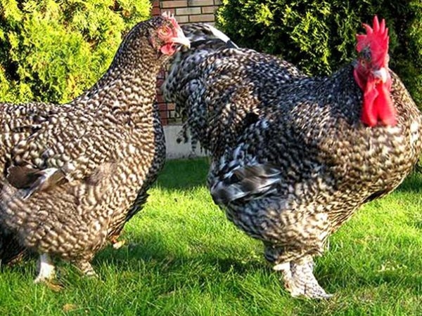 Серые киргизские курочки — все о породе Серые киргизские курочки — все о породе