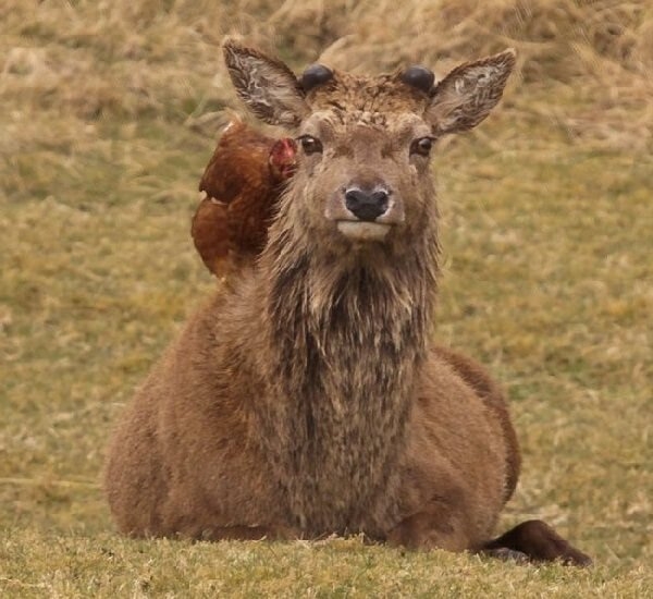 Дружба кур и цыплят с другими животными