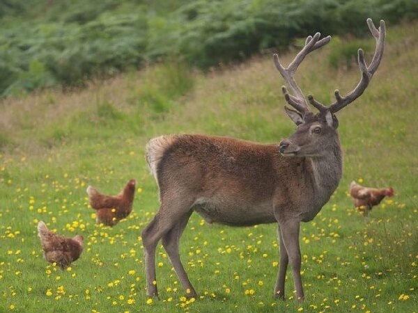 Дружба кур и цыплят с другими животными