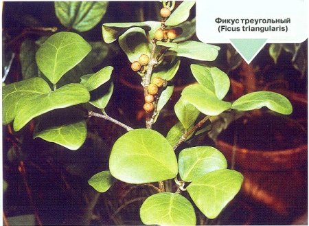 Фикусы - виды и фото Фикусы - виды и фото