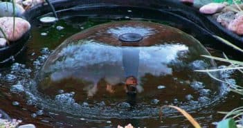 Как и чем кормить карасей в домашнем пруду?