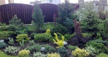 Вьющиеся растения для дачи Вьющиеся растения для дачи