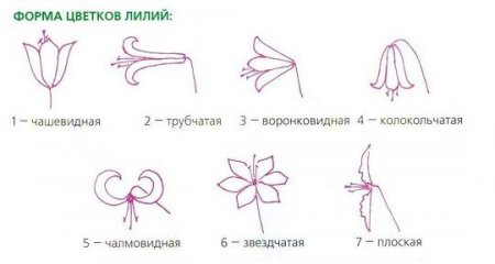 Лилии - описание, классификация сортов Лилии - описание, классификация сортов