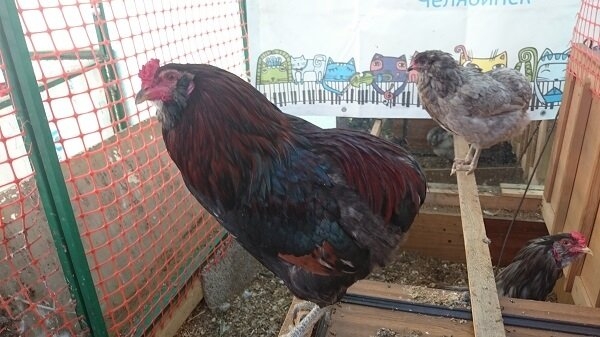 Разведение кур как бизнес на несушках и яйцах