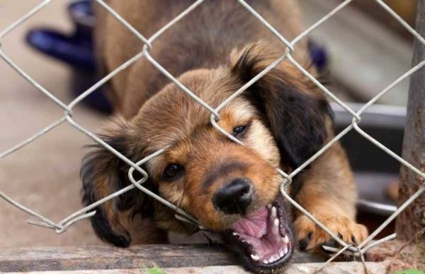 Как построить вольер для собаки своими руками