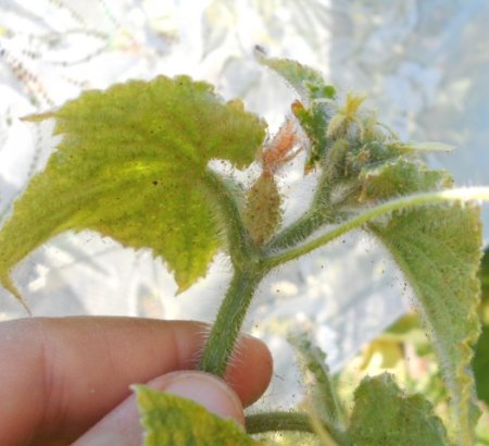 Почему завязи огурцов желтеют, опадают, не растут?