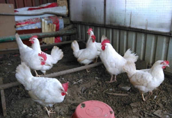 Кто такие курочки-испанки породы Минорка?