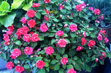 Бальзамин Уоллера Бальзамин Уоллера